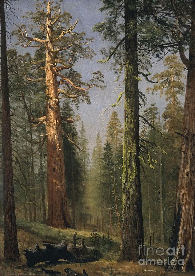 The  Grizzly  Giant  Sequoia Painting by Celestial Images