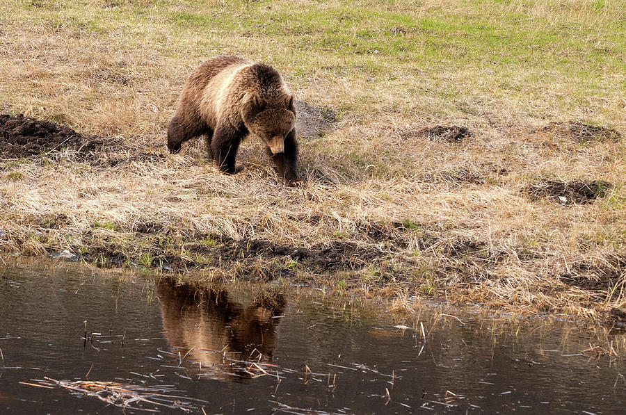 The Grizzly In The Mirror Photograph