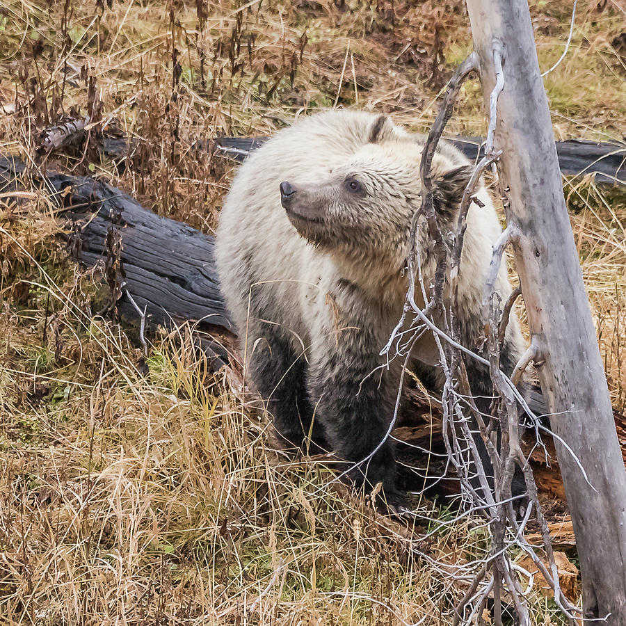 The Grizzly Sniff Photograph by Yeates Photography