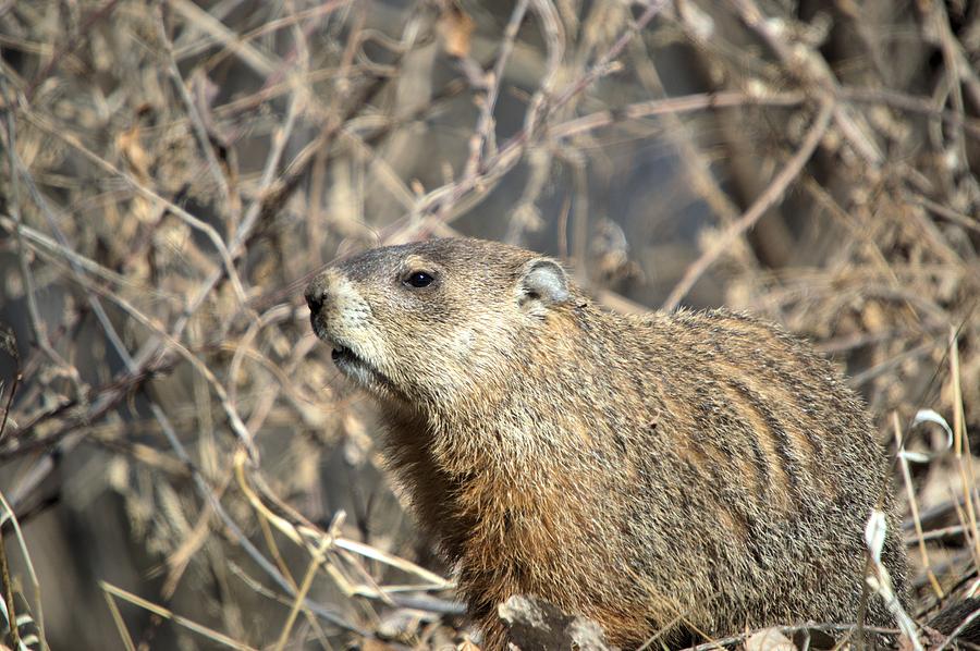 The Groundhog Photograph by Bonfire Photography