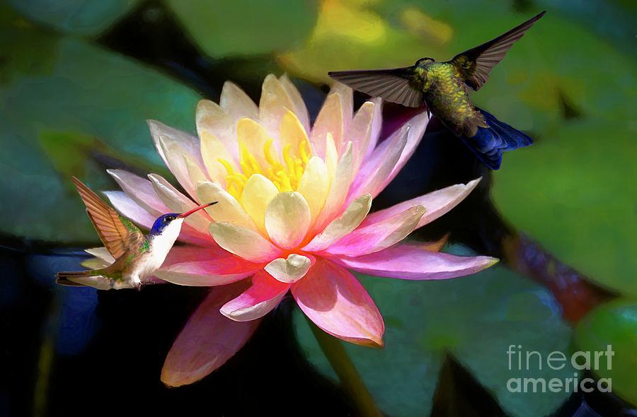The Grutas Water Lillie With Hummingbirds Photograph