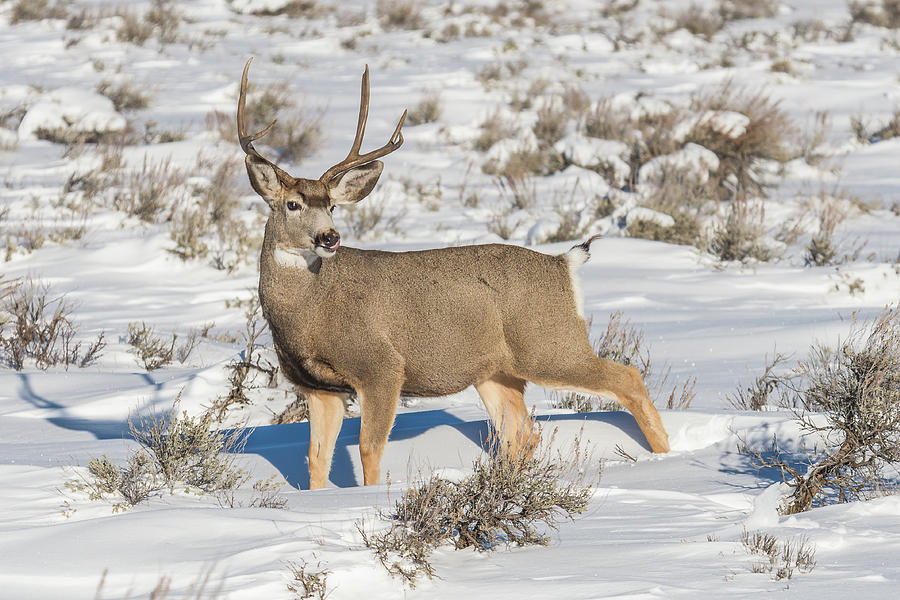 The GTNP Mule Deer Buck Photograph by Yeates Photography