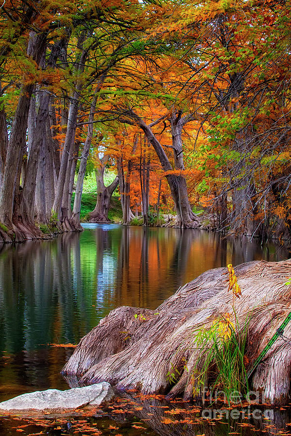 Tree Photograph - The Guadalupe by Katya Horner