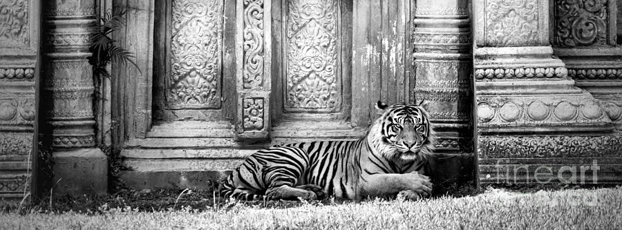 Tiger Photograph - The Guardian by Lynn Palmer