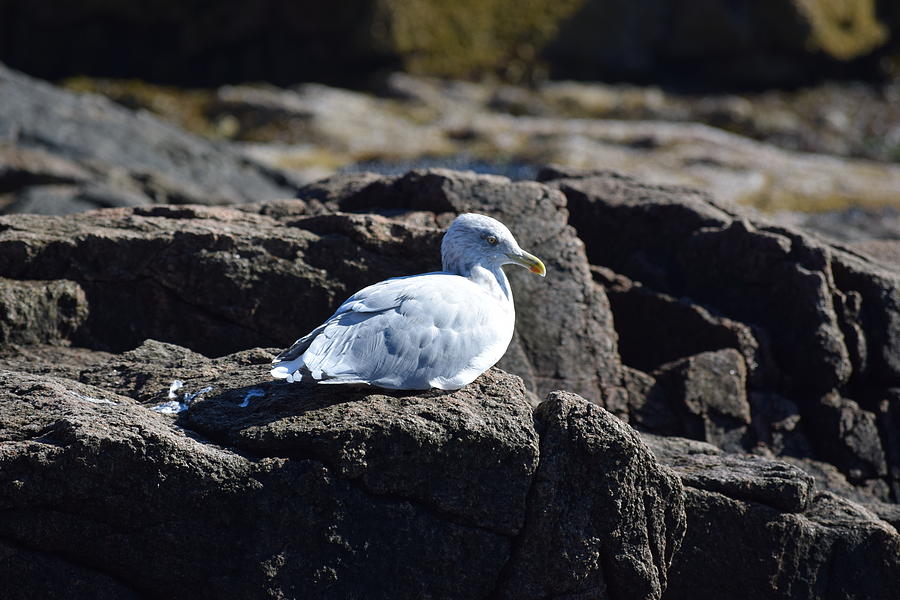 Seagull Photograph - The Guardian of Thunder Hole by Allen Gray