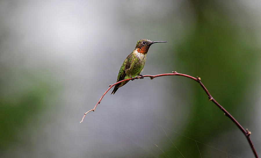 The Guardian - Ruby-throated Hummingbird - Trochilus colubris Photograph by Spencer Bush