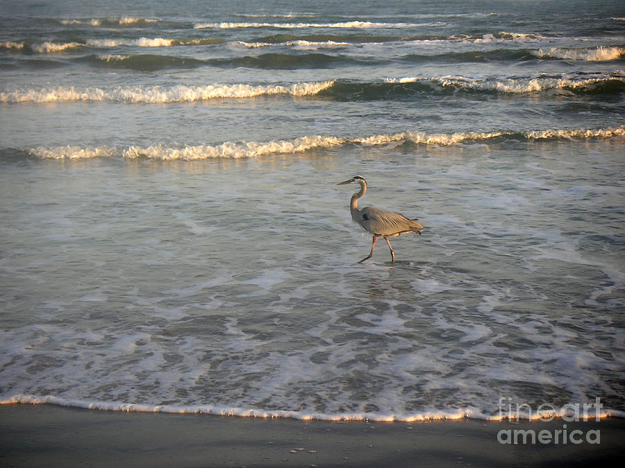 The Gulf At Twilight - Going My Way Photograph by Lucyna A M Green ...