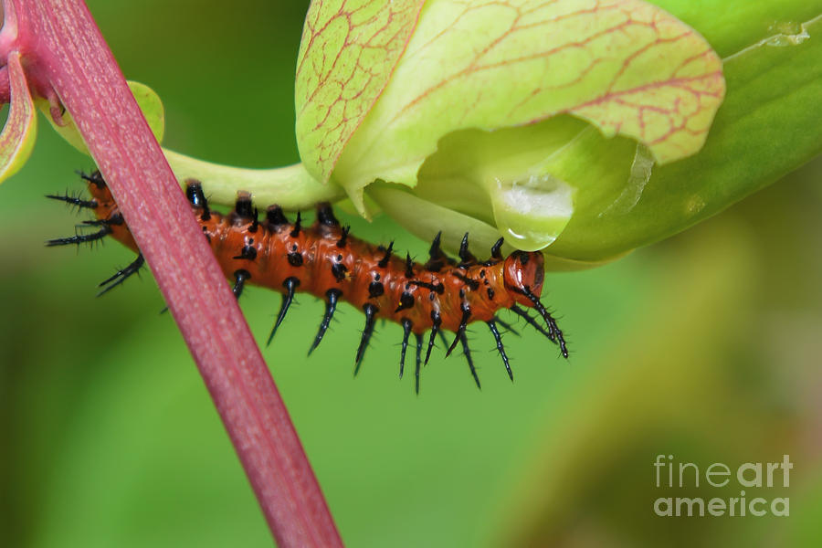 The Gulf Fritillary Caterpillar  Photograph by Olga Hamilton