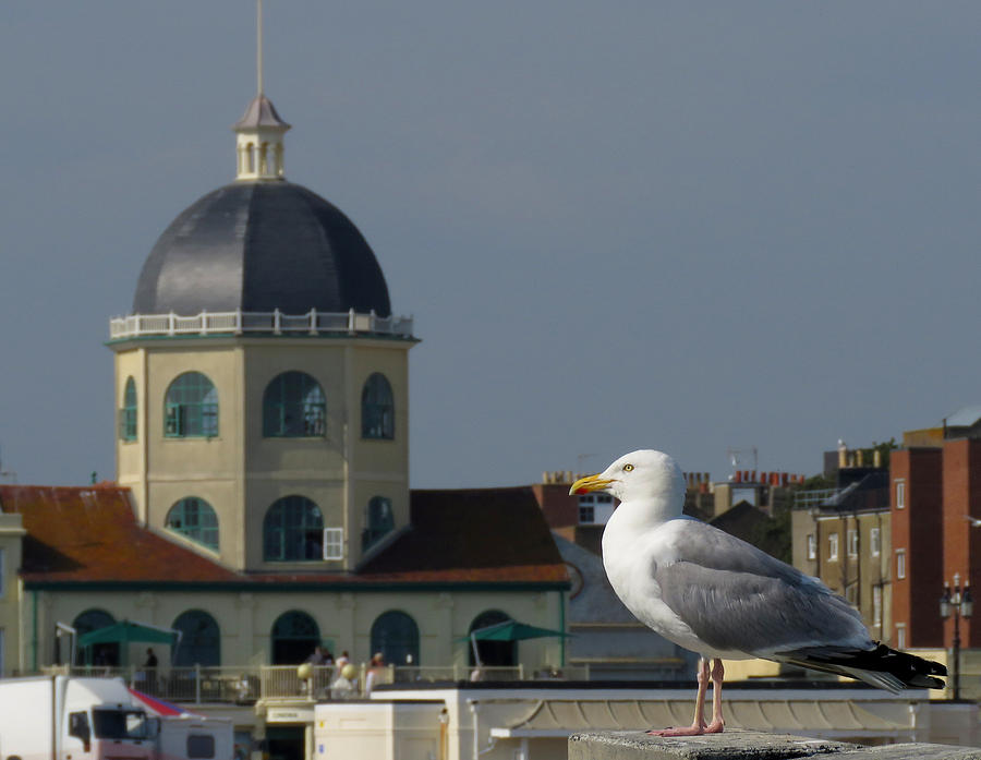 The Gull and the Dome 2 Photograph by John Topman