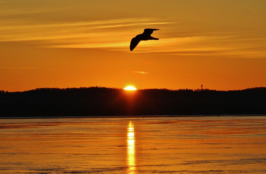 The Gull and the Sunrise Photograph by Thomas McGuire