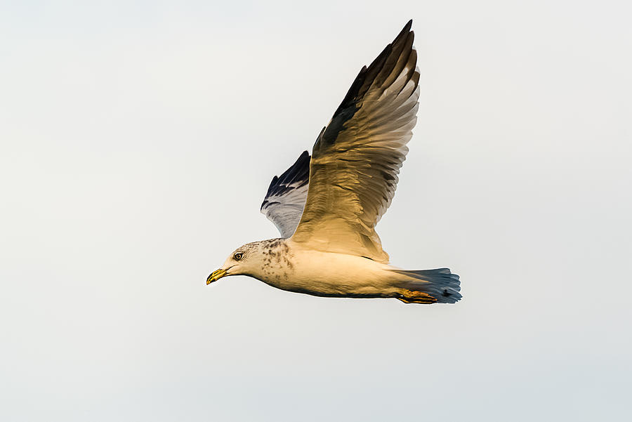 The Gull In Flight Photograph by Yeates Photography