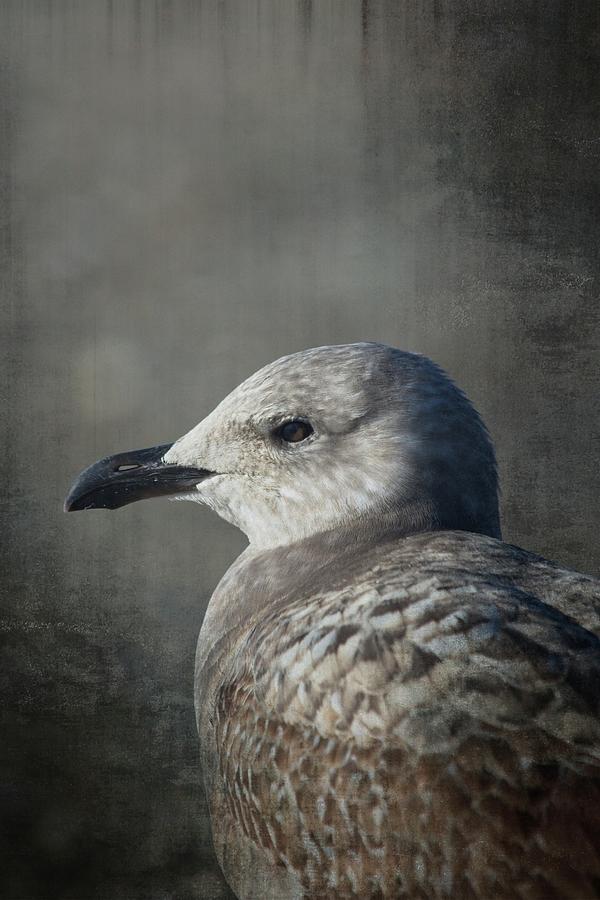 Seagull Mixed Media - The Gull by Karol Livote