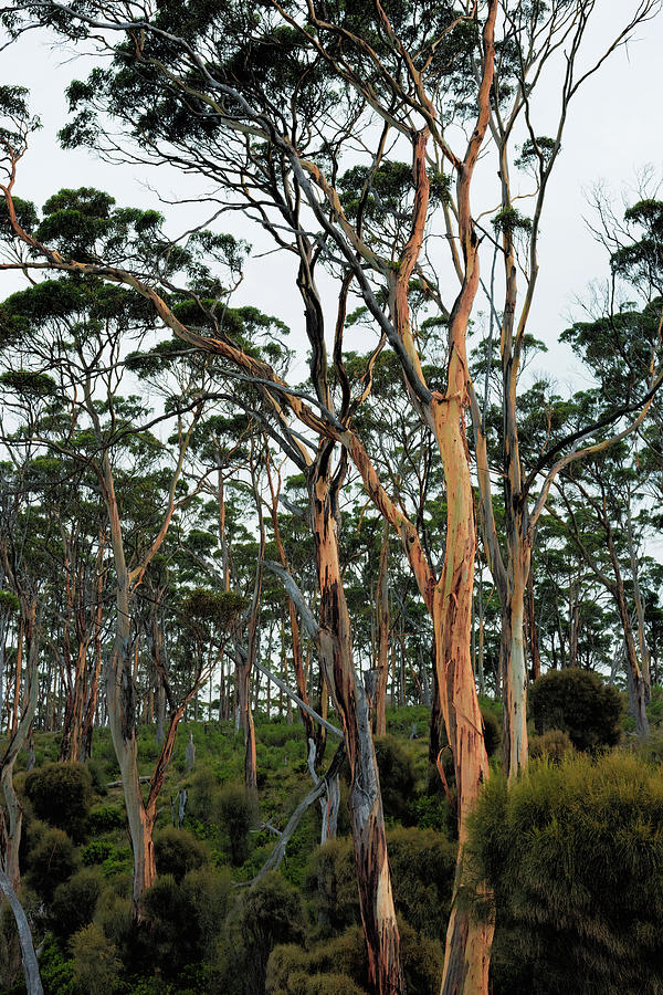 The Gum Tree Forest Photograph by Anthony Davey