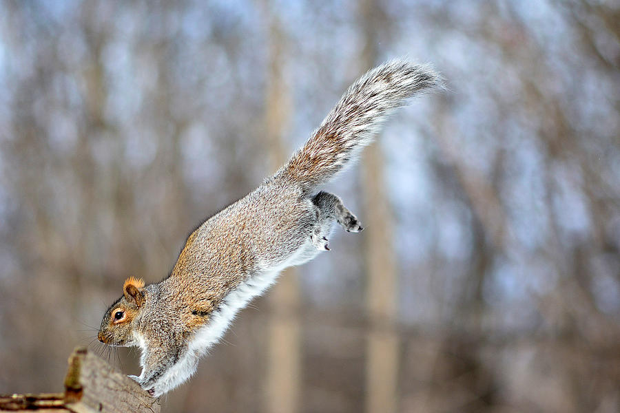 The Gymnast Gray Squirrel Photograph by Asbed Iskedjian