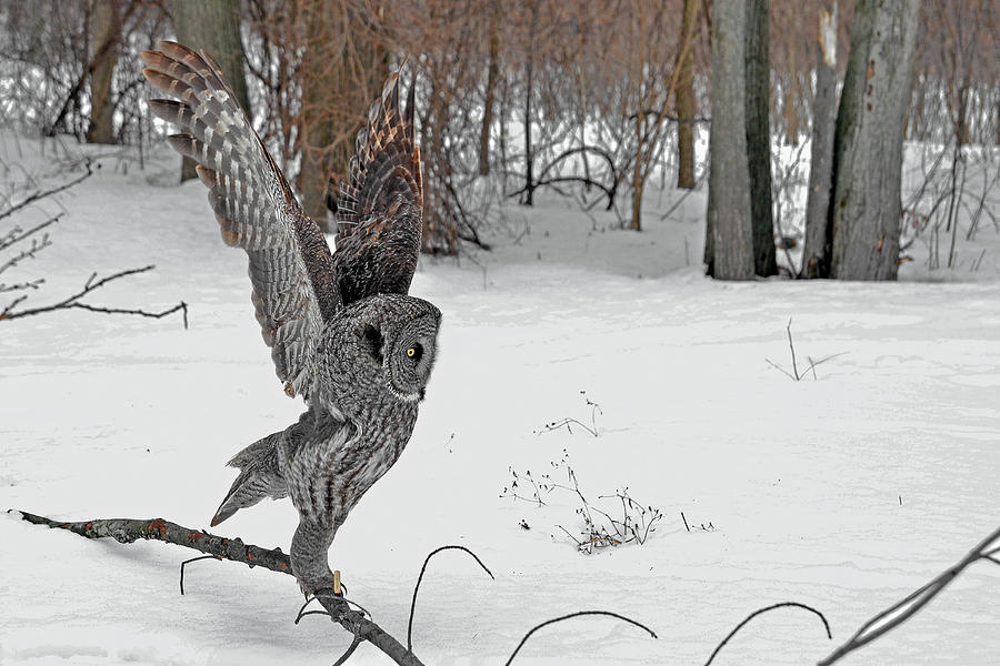 The Gymnast Great Gray Owl Photograph by Asbed Iskedjian