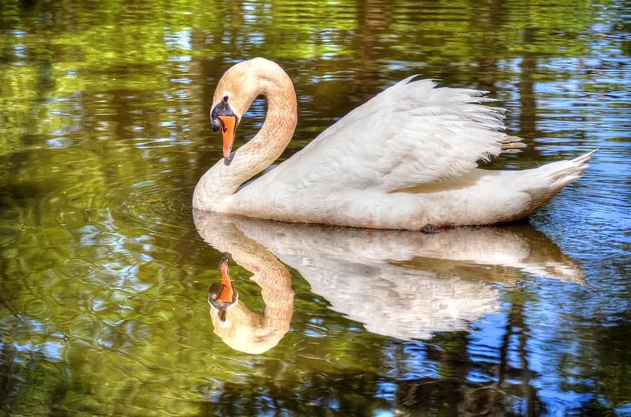 The hammy Swan Photograph by Ronda Ryan
