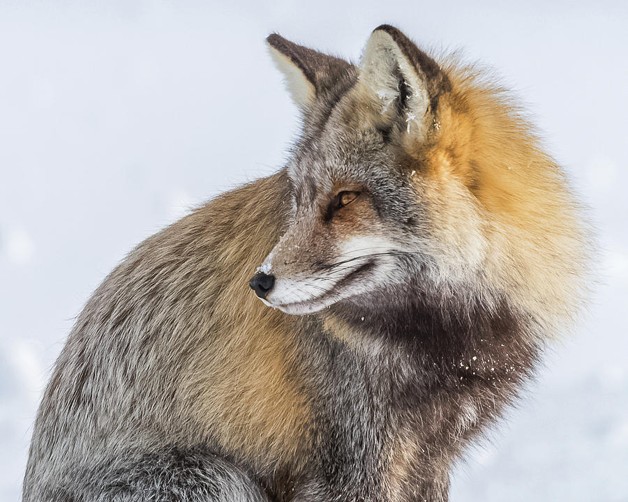 The Handsome Cross Fox Portrait Photograph by Yeates Photography