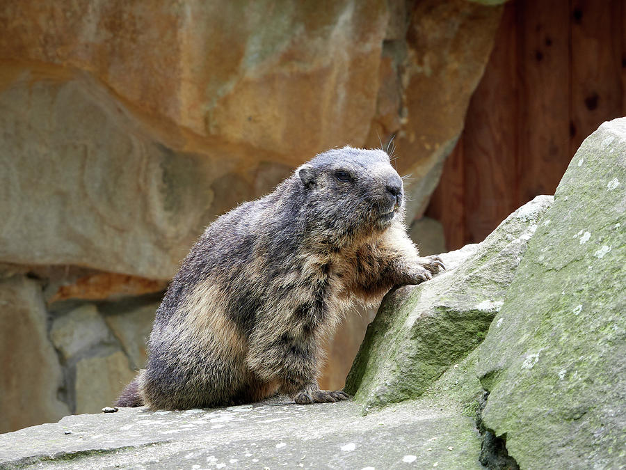 The Handsome pose fo Alpine marmot. Berlin Zoo Photograph by Jouko Lehto
