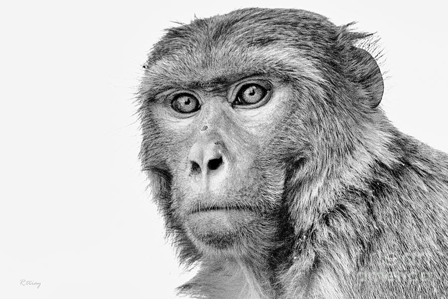 The Handsome Primate Photograph by Rene Triay FineArt Photos