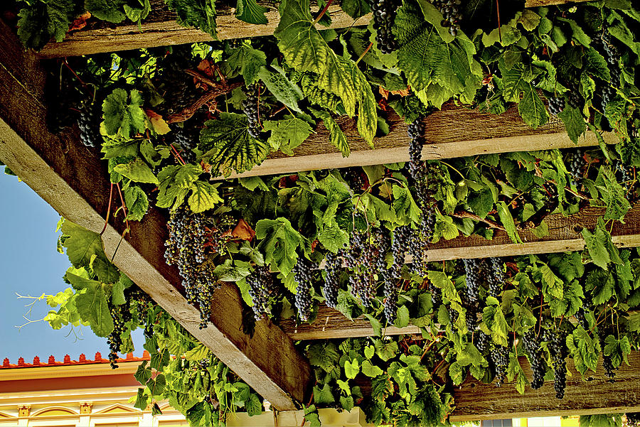 The hanging grapes Photograph by Camille Lopez