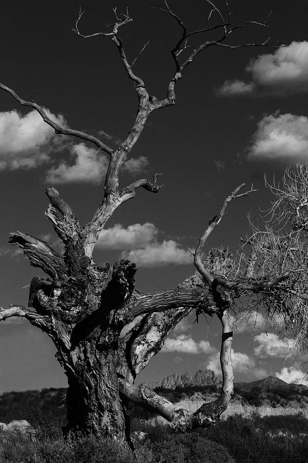 The Hanging Tree Photograph by Elaine Frink | Fine Art America