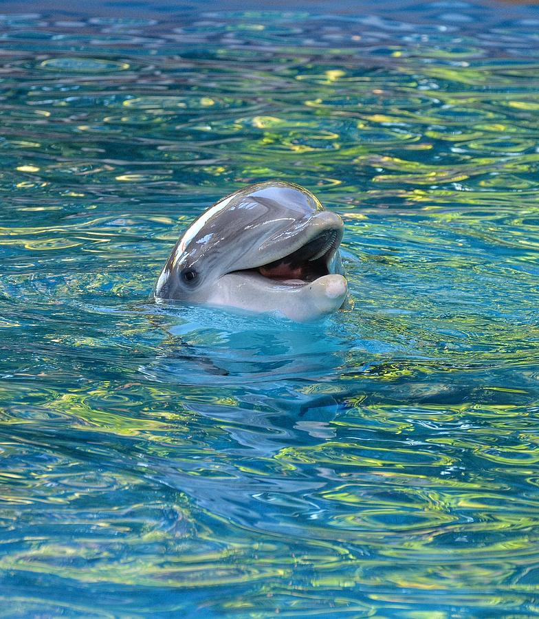 The Happy Dolphin by Nikki Watson McInnes
