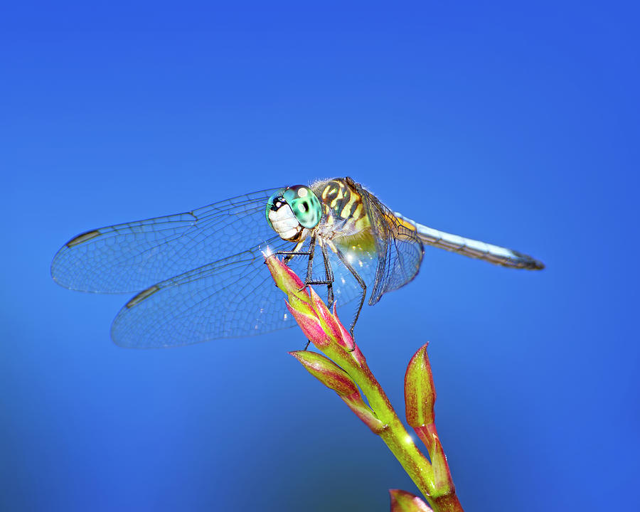 The Happy Dragonfly Photograph by Mark Andrew Thomas
