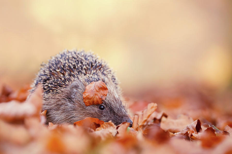 The Happy Hedgehog II Photograph by Roeselien Raimond