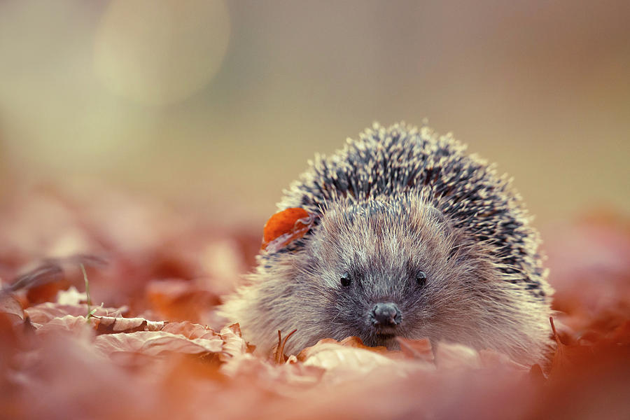 Animal Photograph - The Happy Hedgehog by Roeselien Raimond