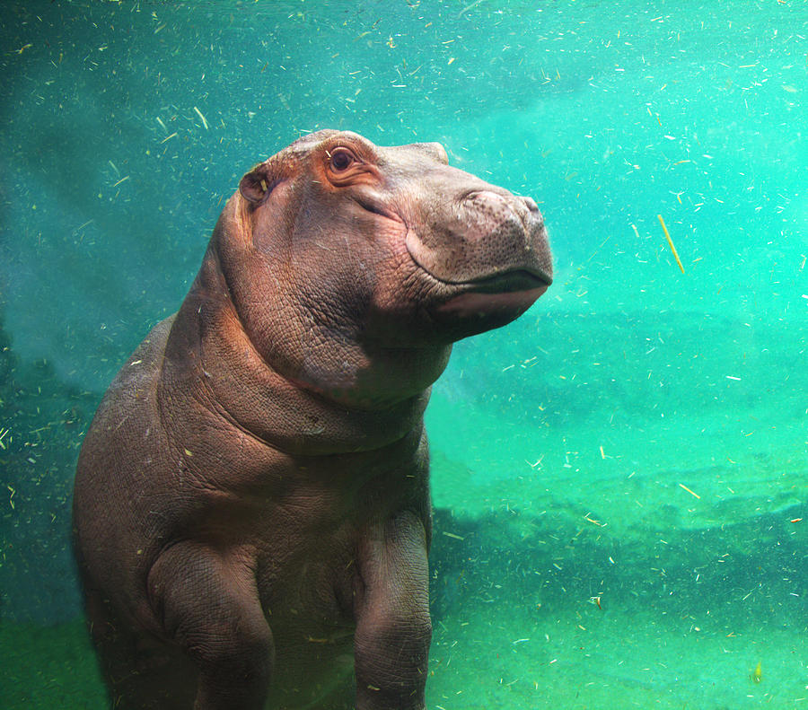 The Happy Hippopotamus Photograph by Jon Jones