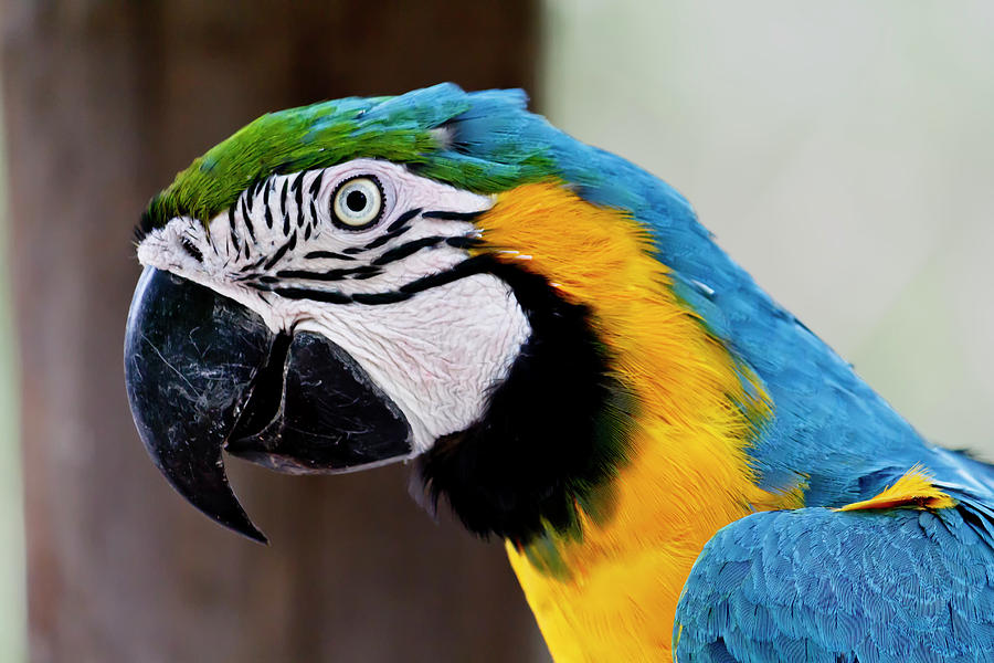 The Happy Macaw Photograph by Craig Tata - Fine Art America