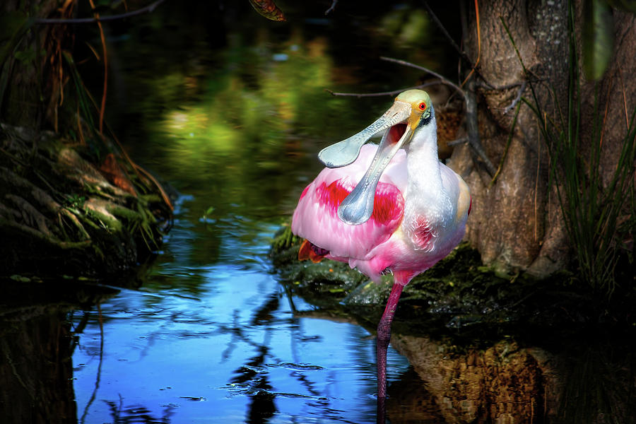 The Happy Spoonbill Photograph