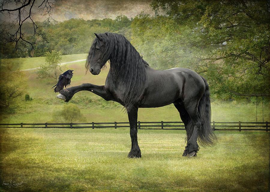 Friesian Horses Photograph - The Harbinger by Fran J Scott