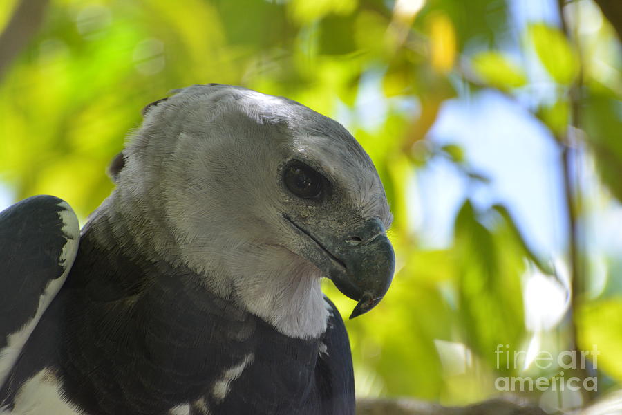 The Harpy Stare Photograph by Don Columbus - Fine Art America