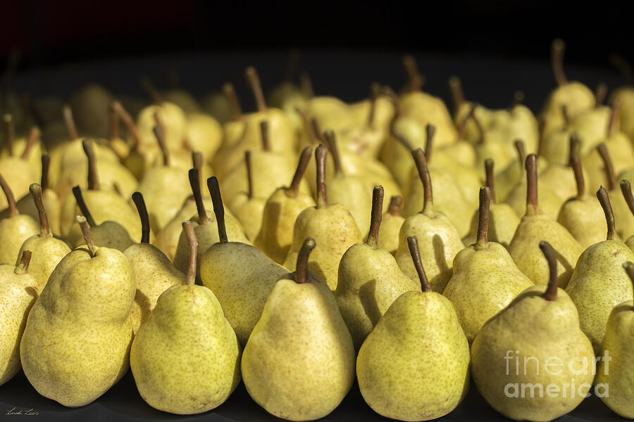 Fruit Photograph - The Harvest Continues by Linda Lees