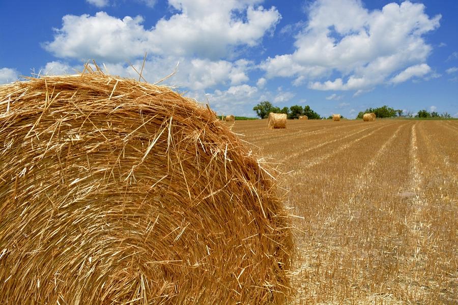 The Harvest in Color Photograph by Andy Johnson - Fine Art America