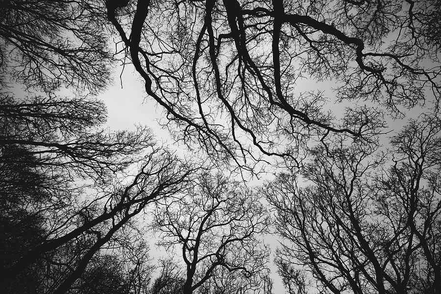 The Haunted Woods Photograph by Martin Newman