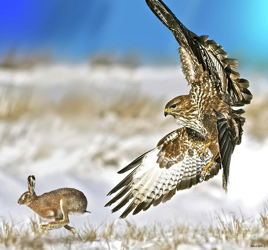 The Hawk And The Hare Photograph by Thomas Pollart - Pixels