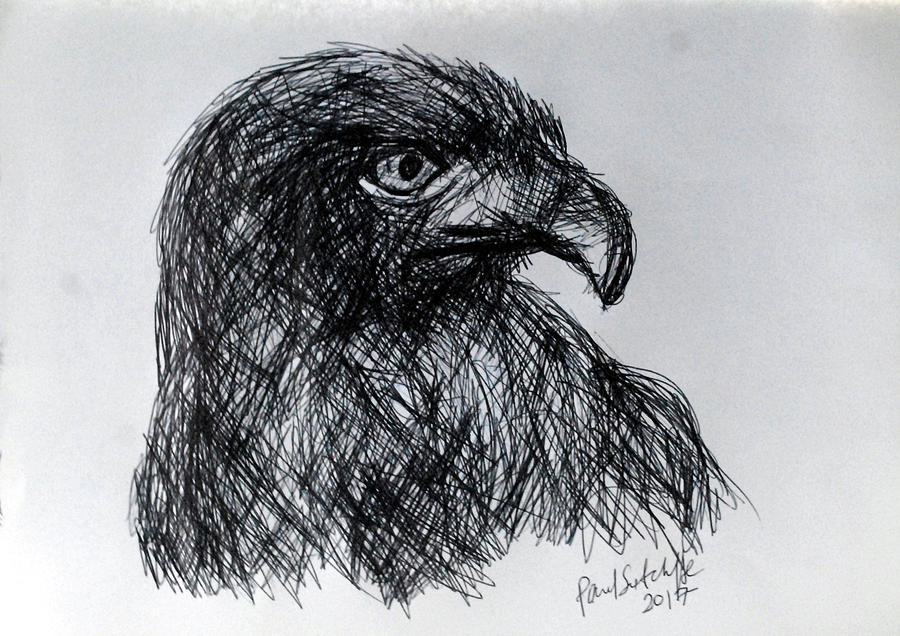 Buzzard Drawing - The Hawk by Paul Sutcliffe
