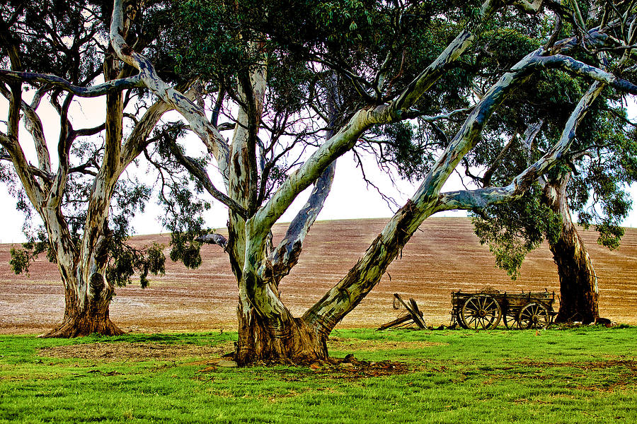 The Hay Wagon Photograph by Mark Egerton