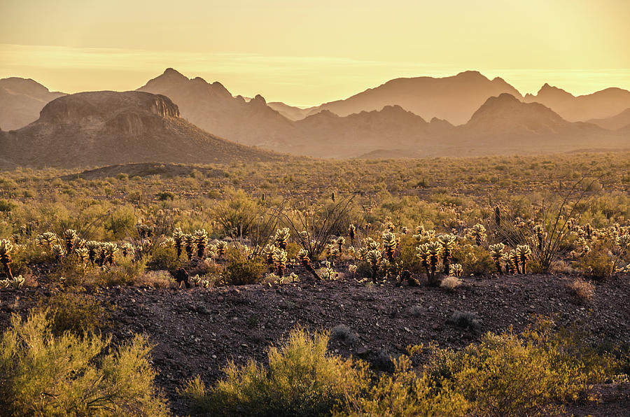 The Hazy Desert Photograph by Margaret Pitcher
