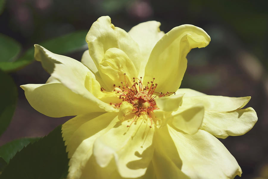 The Hazy Yellow Rose Photograph