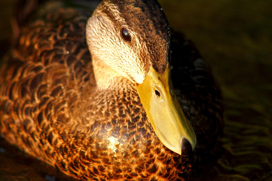 The head and bill of a Black Duck Photograph by Gary Corbett