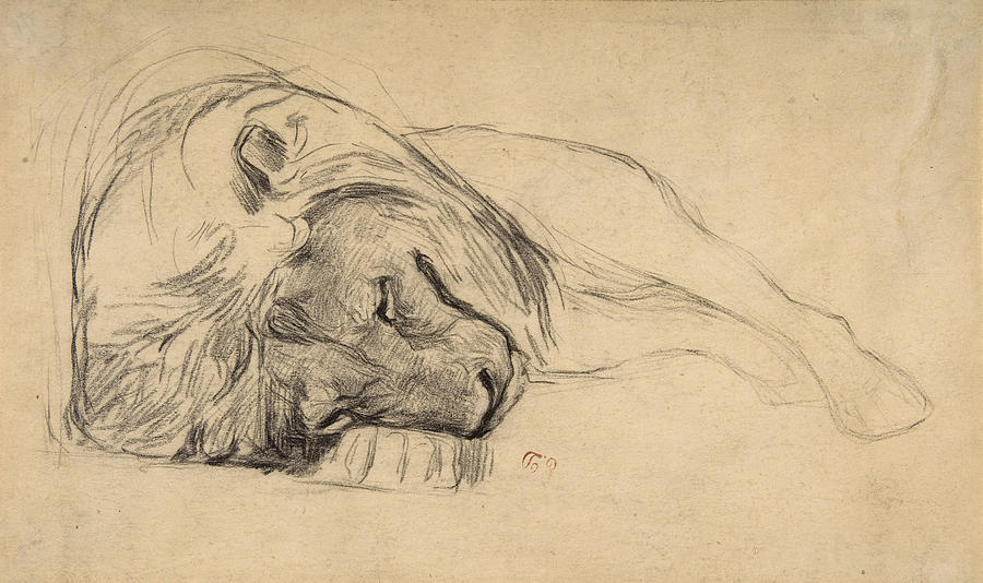The Head of a Recumbent Lion   Drawing by Attributed to Pierre Andrieu