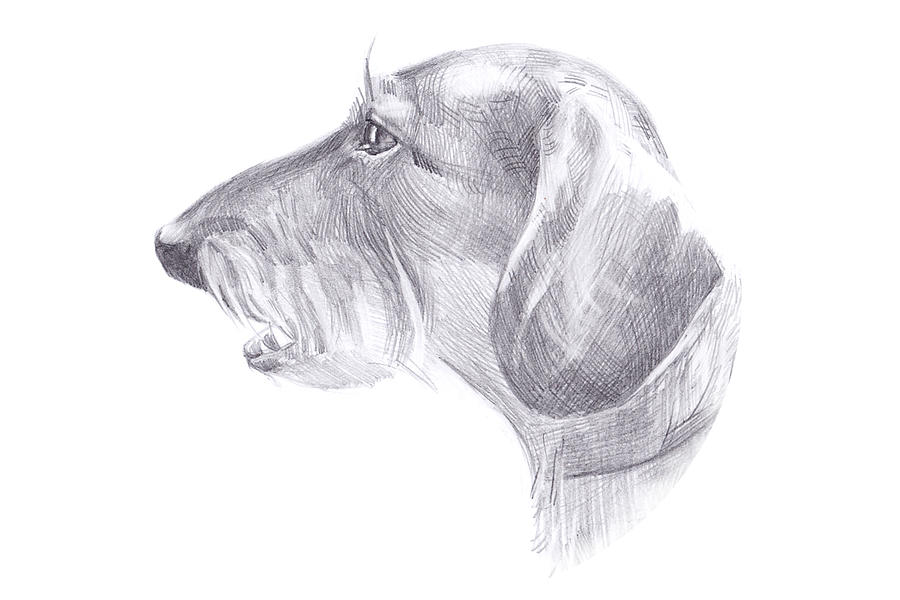 The head of the dog - haired dachshund Drawing by Anastasiia Kononenko ...