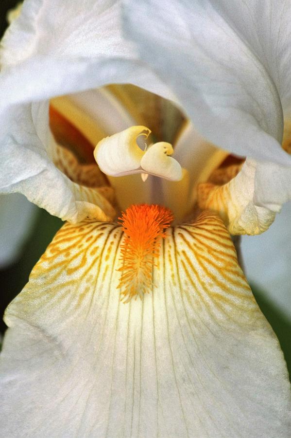 The Heart of a Bearded Iris Photograph by Sheila Brown