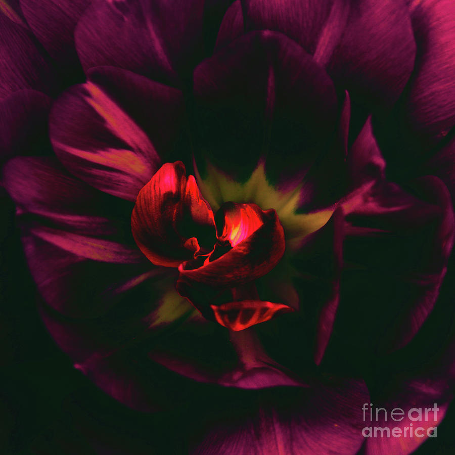 The Heart Of A Flower Photograph