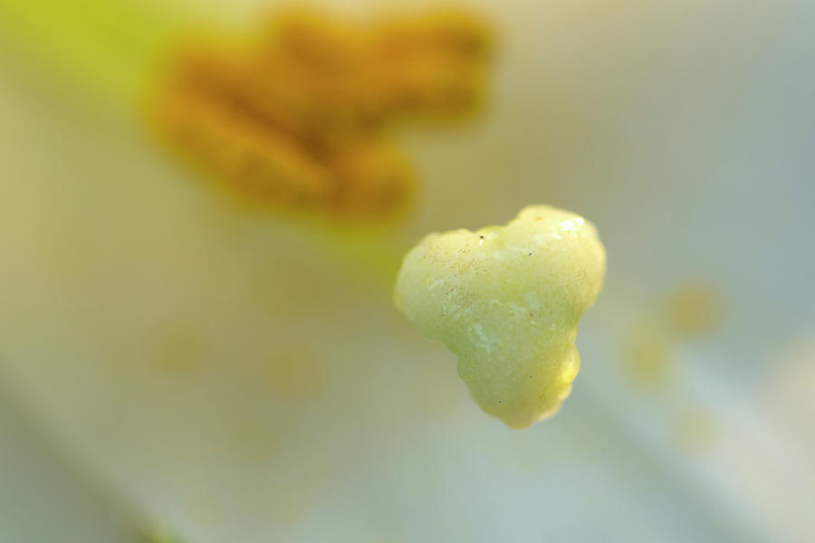 The Heart of a Lily Photograph by Wanda Brandon