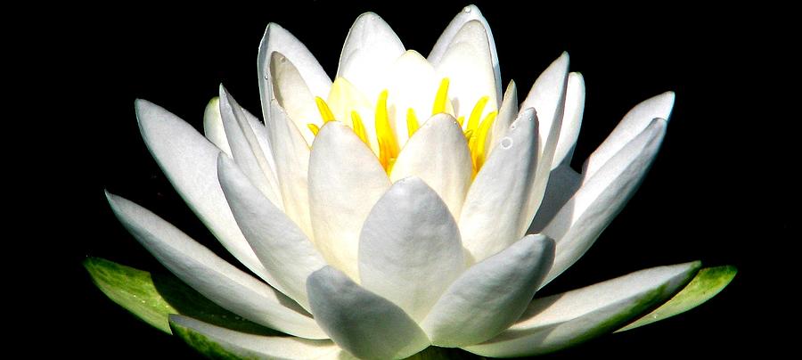 The Heart Of A Lotus Photograph by Angela Davies