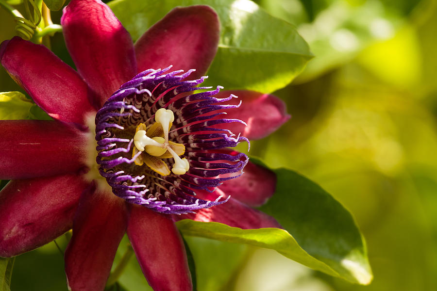 The Heart of a Passion Fruit Flower Photograph by Andres Leon